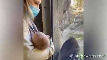 WATCH:  Zookeeper introduces her newborn baby to gorilla friend in adorable video