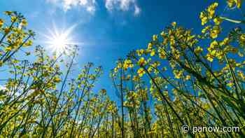 Canola related research in Saskatchewan announced - paNOW