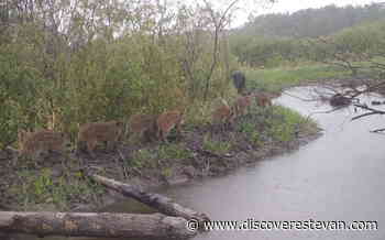 What's the latest on wild boar in Saskatchewan? - DiscoverEstevan.com