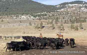 Nicola Ranch awarded Angus Breeder of the Year 2022 - Merritt Herald