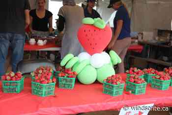 The LaSalle Strawberry Festival Returns | windsoriteDOTca News - windsor ontario's neighbourhood newspaper windsoriteDOTca News - windsoriteDOTca News