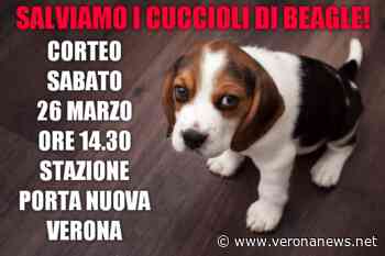 Macachi a Parma e Beagles a Verona. Le associazioni animaliste in piazza - Verona News
