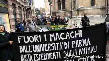 Macachi di Parma: il Tar riconosce alla Lav il diritto di conoscere i dati sullo stress degli animali - ParmaToday