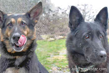 Two abandoned Langley dogs need dental care – Aldergrove Star - Aldergrove Star