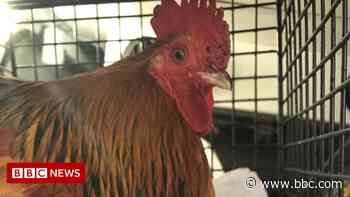 Brome bantam cockerel left with note asking to be looked after - BBC.com