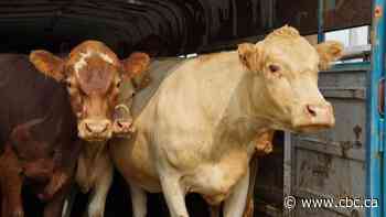 Shortage of hay leaves Alberta livestock owners desperate for feed this winter