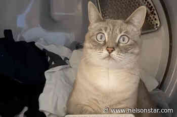 BC family's pet cat dies after alleged bleach attack – Nelson Star - Nelson Star