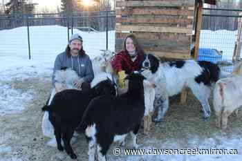 Groundbirch homesteaders dream big with goat farm plans - Dawson Creek Mirror