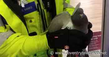 FunkyPigeon: Police called after pigeon gets stuck in Coventry card shop - Coventry Live