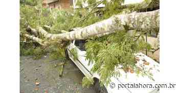 Após árvore cair sobre restaurante de Imbituba, vereador Beto do Zé Neide faz nova indicação à Prefeitura para podas preventivas - Portal AHora
