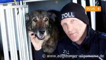 Ulmer Zoll: Drogenspürhündin Vicky geht in wohlverdienten Ruhestand