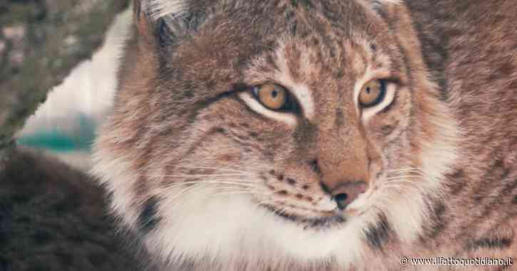 Ucraina, distrutto lo zoo di Kharkiv: “Ci hanno colpito cinque missili russi. Animali morti, feriti o scappati”. Fu costruito in dieci anni