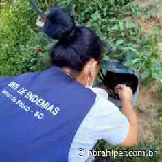 Aedes aegypti: 1º foco do ano é encontrado em Capivari de Baixo - Hora Hiper