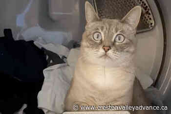 BC family's pet cat dies after alleged bleach attack – Creston Valley Advance - Creston Valley Advance