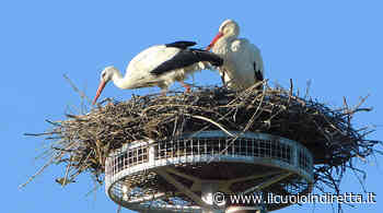 Padule di Fucecchio, una nuova piattaforma sostiene il nido delle cicogne - IlCuoioInDiretta - IlCuoioInDiretta
