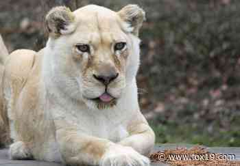 Cincinnati Zoo's white lion euthanized - FOX19