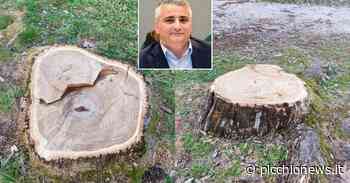 Taglio degli alberi a Matelica, Europa Verde: "Un tragico errore gestionale" - Picchio News