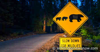 Burglarizing Black Bear “Hank The Tank” Spared Thanks To DNA Evidence - Lethbridge News Now