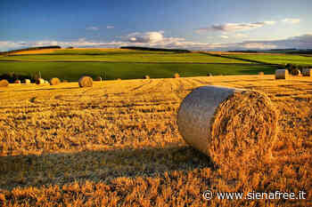 Fiscalità e settore agricolo, a Siena giornata di approfondimento con ospiti Enrico Letta (PD) e Enrico Bagnai (Lega) - SienaFree.it
