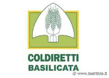 Donazioni di cibo nei mercati contadini di Potenza e Matera - La Siritide