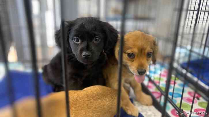 Lack of spay, neutering leads to capacity issues at Bastrop animal shelter
