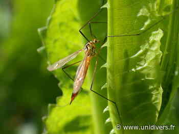 Balade naturaliste : le monde des insectes Ecluse, samedi 6 août 2022 - Unidivers