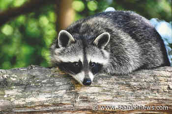 Garbage bin watch: Your guide to shooting raccoons in Greater Victoria - Saanich News