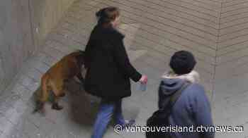 Women accused of stealing from Saanich construction site turn themselves over to police - CTV News VI