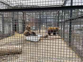 Rub a dub dub, it's a bear in a tub - Kamloops This Week