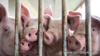 Schweinehalter sollen unbürokratischer Hilfe bekommen - Nordbayern.de