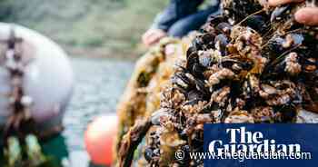 A happy food chain: can mussel farming restore the UK’s damaged coastline? - The Guardian