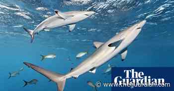 Endangered sharks found in cat and dog food, DNA study shows - The Guardian