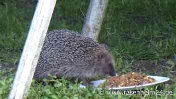 „Stachelige Klienten“ – Wie sich der Tierschutzverein Bruckmühl um „bedürftige“ Igel kümmert