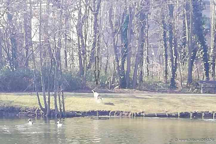 Ree graast onder schoorstenen teerfabriek