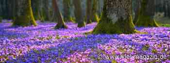 Der Lenz ist da – Frühlingsanfang - kiel-magazin.de - Kiel-magazin.de