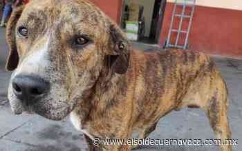 Se unen ciudadanos por perritos del tren escénico - El Sol de Cuernavaca