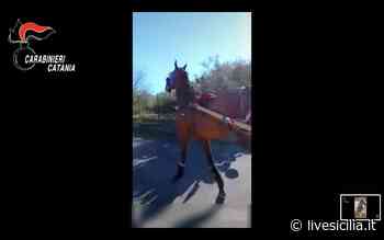 Catania, ‘l’agenzia delle corse di cavalli’: l’ombra della mafia FOTO - Livesicilia.it