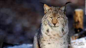 Once extinct in the wild, these animals have returned