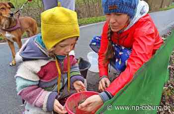 Sammler unterwegs - Die Kröten wandern wieder - Neue Presse Coburg