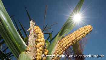 Wetter in Deutschland: Sonne satt und kaum Regen - Droht uns ein Dürre-März?
