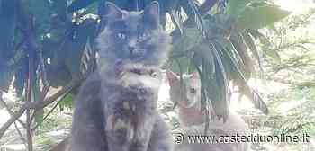 Allarme a Selargius per la gattina Mina, scomparsa a San Lussorio: "Aiutateci a ritrovarla" - Casteddu Online