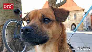 Mehr Freiheiten für 3400 Hunde: Jena will Freilaufflächen schaffen