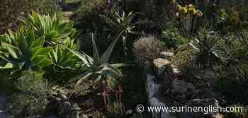 A gardener with a passion for succulents - Surinenglish.com