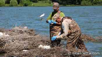 More Than Picnic Groves: Cook County Forest Preserves Are a Research Hub - WTTW News
