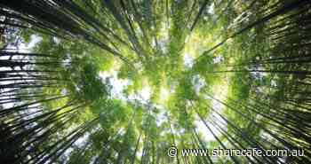 Diary: Seeing the Forest from the Trees – ShareCafe - ShareCafe