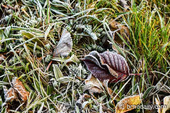 Čertova Rokle Forest Park Enters Next Phase of Restoration - Brno Daily