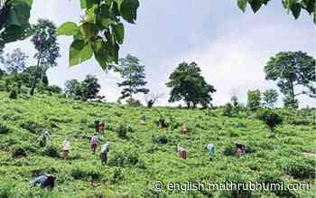 Forest dept to launch afforestation programme in land acquired from HNL - Mathrubhumi English