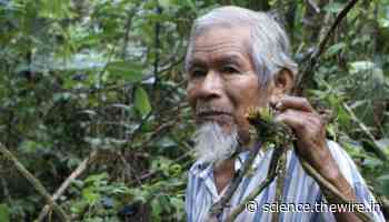 Remembering Sabino Gualinga – Amazon Shaman, Defender of the 'Living Forest' – The Wire Science - The Wire Science