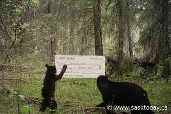 Regina artist produces art with bears in Saskatchewan forest - SaskToday.ca