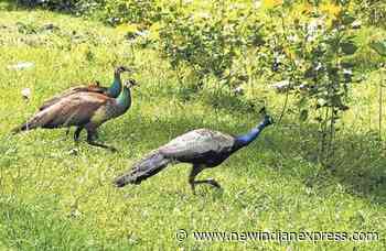 Small fund, Karnataka forest department changes plan - The New Indian Express